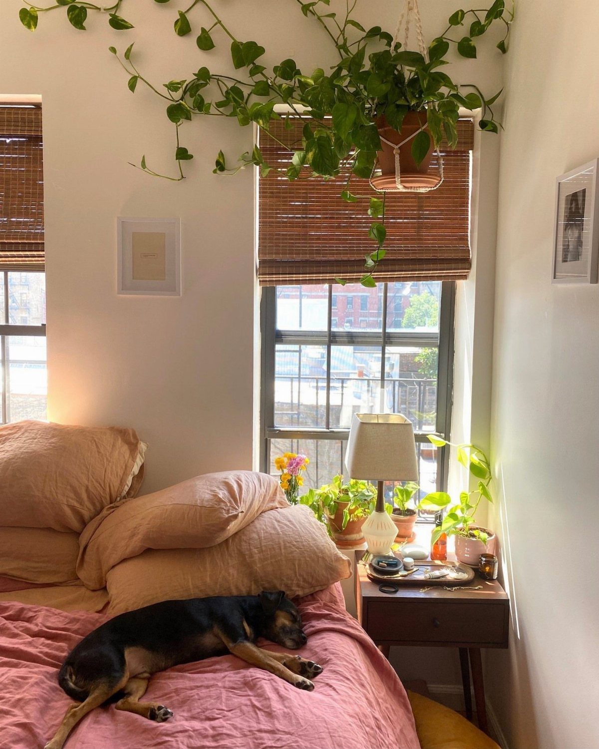 Sleeping dog on a pink bed in a cozy room with hanging plants.