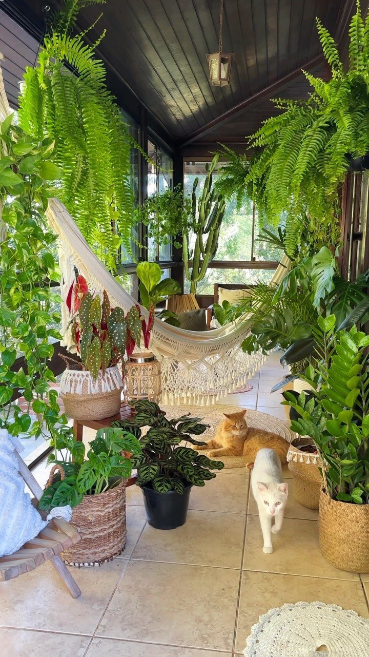 Sunroom filled with lush green plants, a white macrame hammock, and two cats.