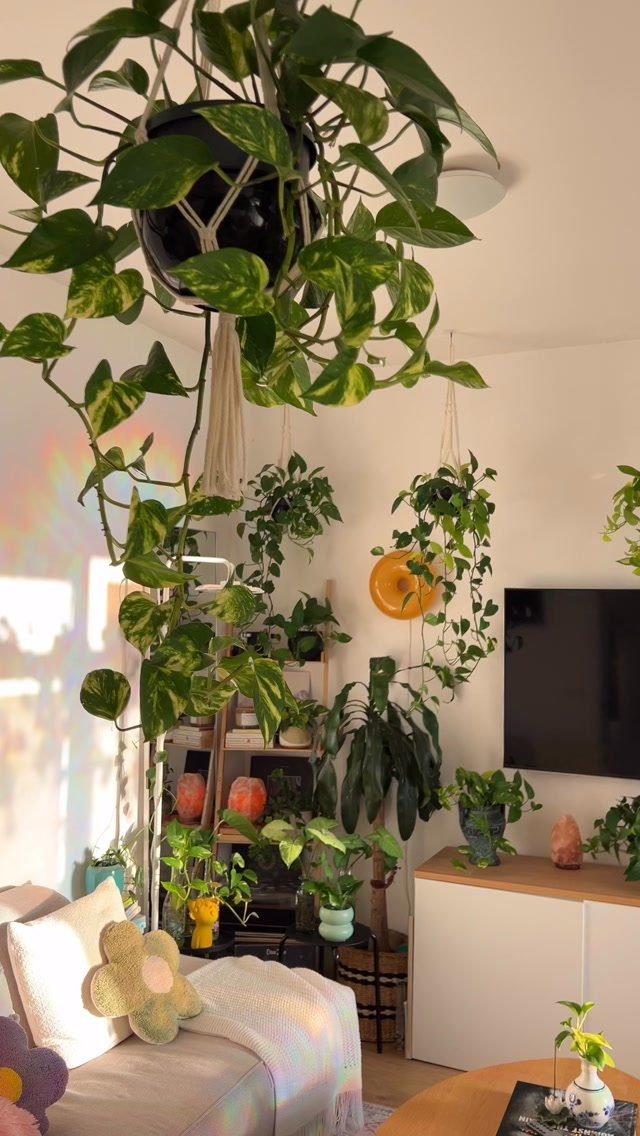 Various green houseplants in hanging pots and on shelves in a bright living room.