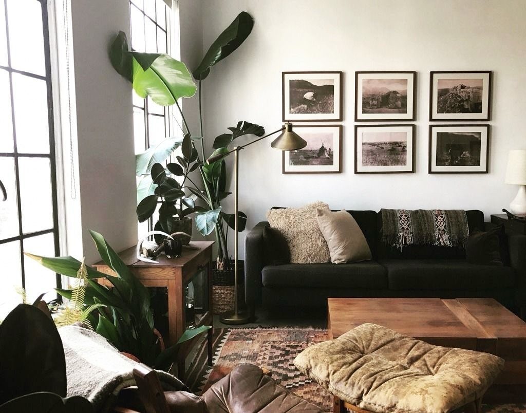 Large green leafy plants standing next to a black sofa in a living room