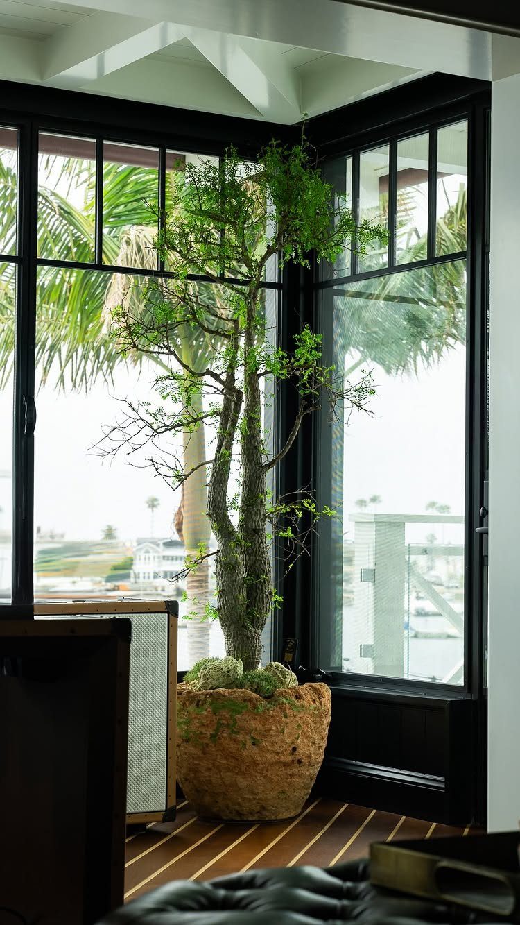 Tall green indoor plant in a brown pot by black-framed windows.
