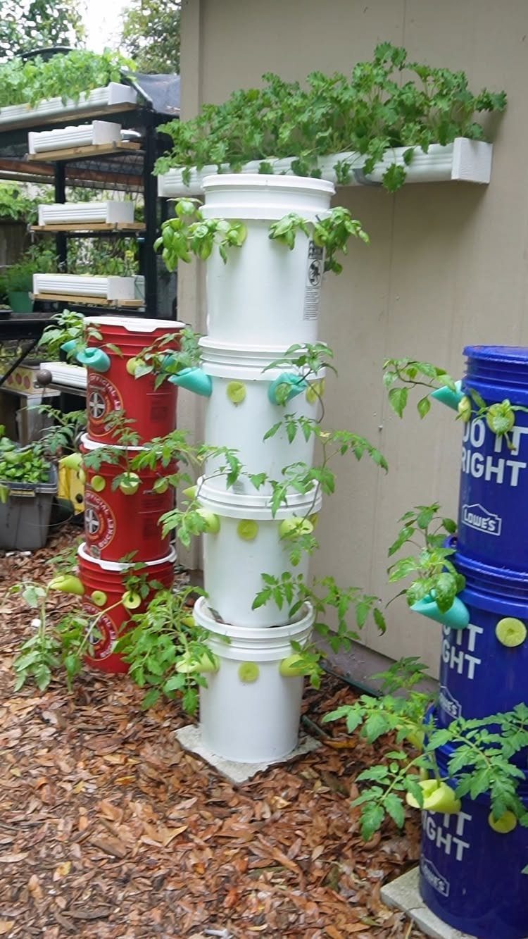 Stacked plastic buckets used as vertical planters for growing green tomato plants outdoors.